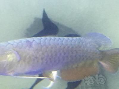 龍魚有什么特點和特征：關于龍魚的介紹