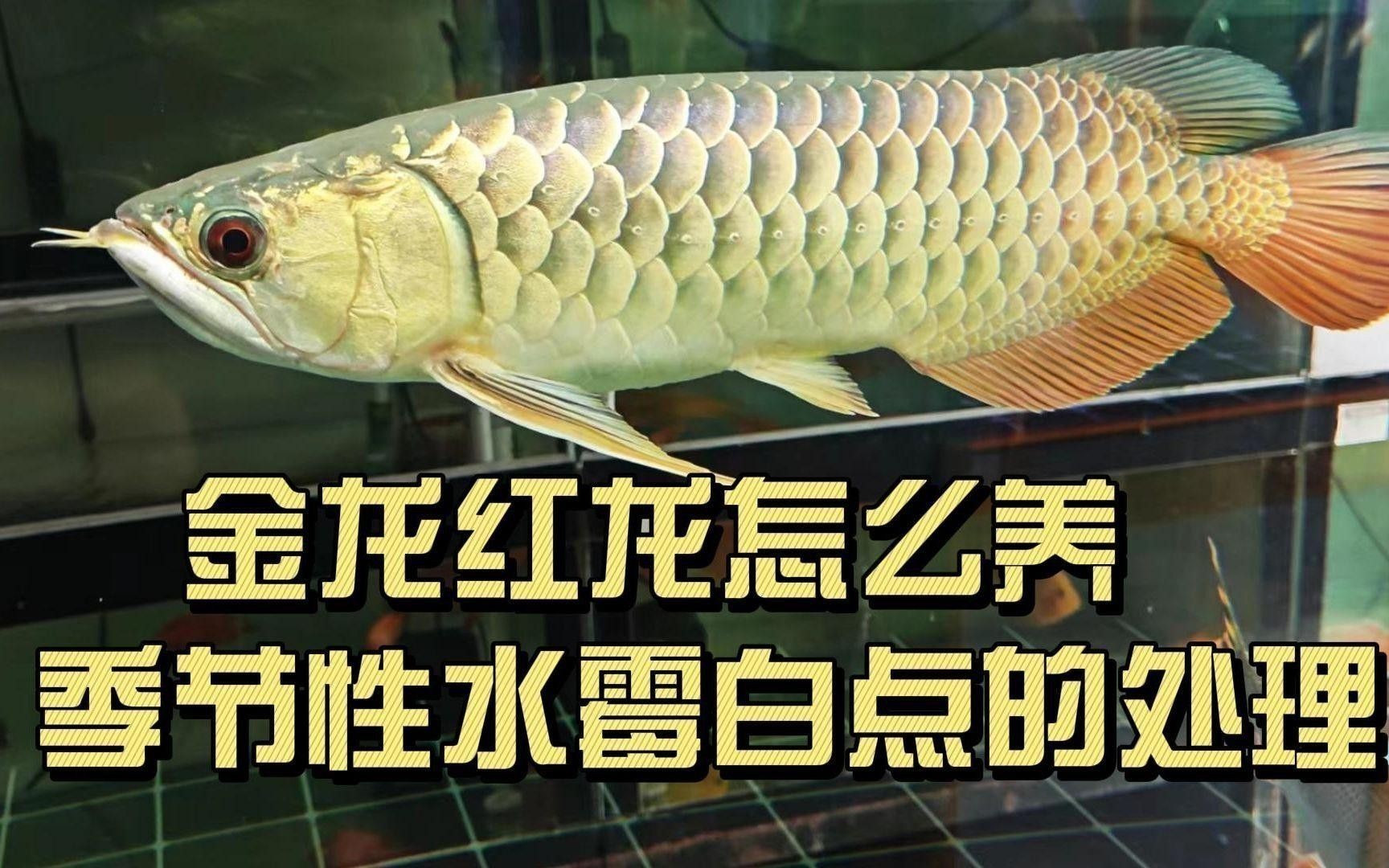 紅龍魚常見疾病有哪些癥狀？