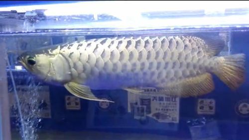 廣州龍魚(yú)大賽冠軍魚(yú)：2023年廣州龍魚(yú)大賽冠軍魚(yú)是“老九”**
