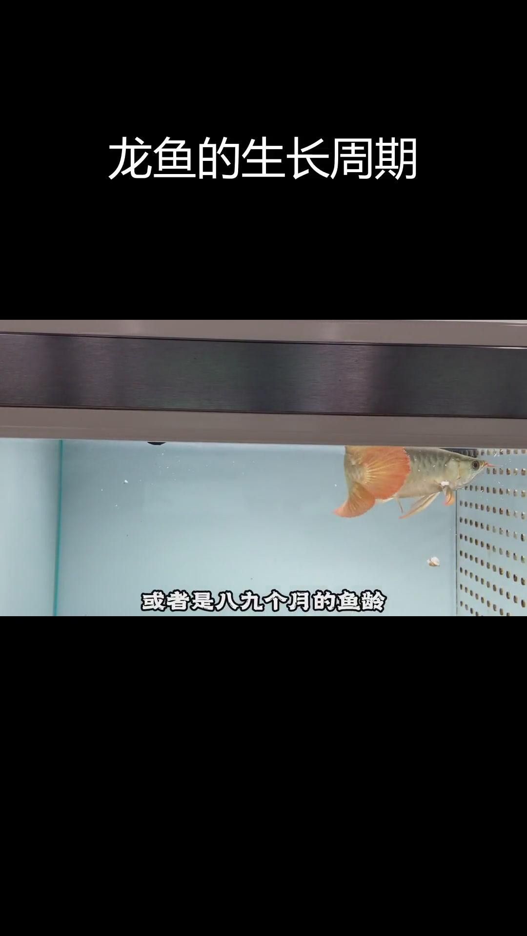 銀龍魚苗的成長速度