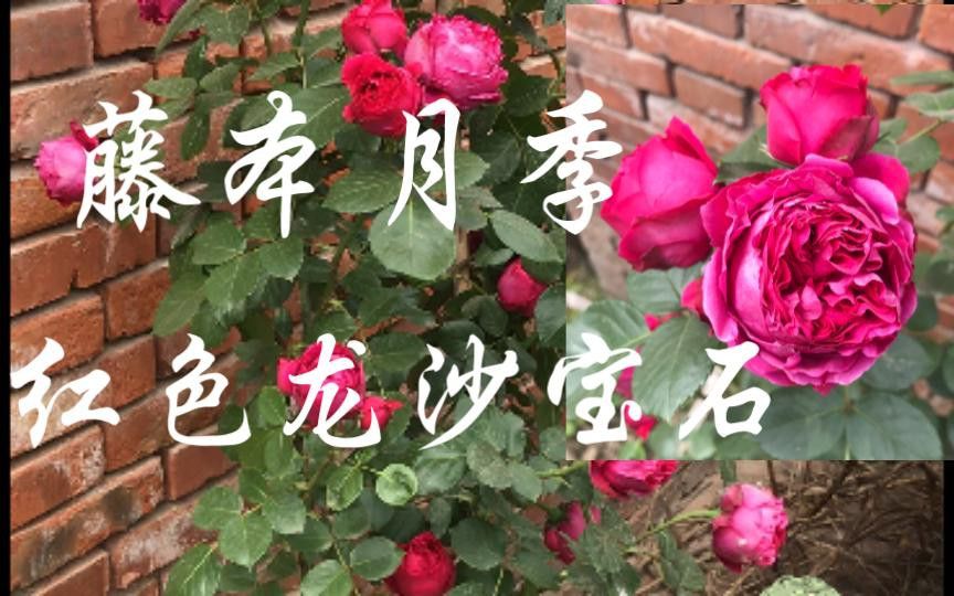 紅龍?jiān)录镜幕ㄆ谟卸嚅L？