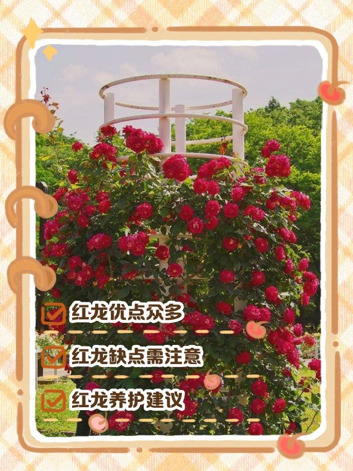 紅龍?jiān)录镜幕ㄆ谟卸嚅L？