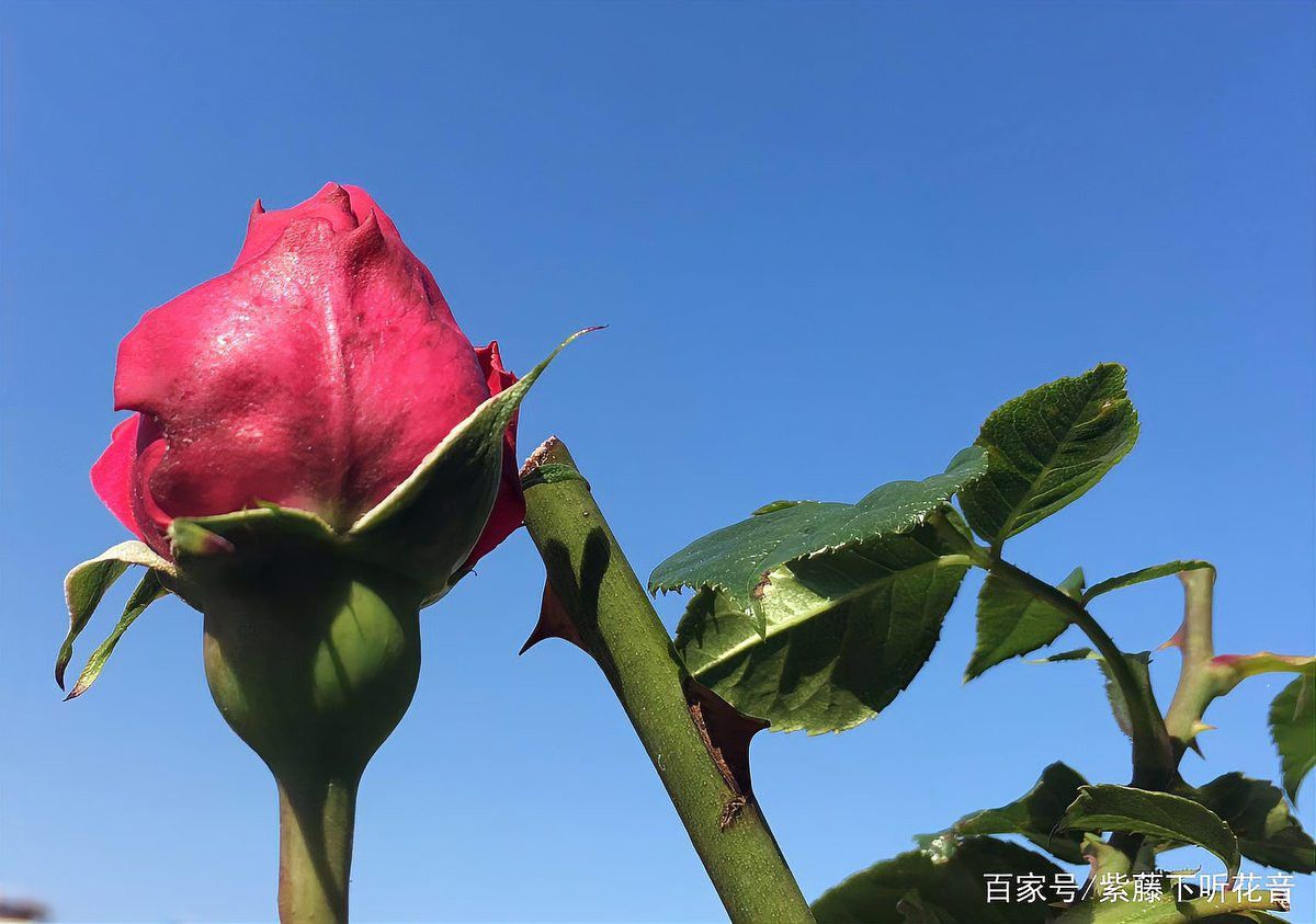 紅龍?jiān)录镜幕ㄆ谟卸嚅L？