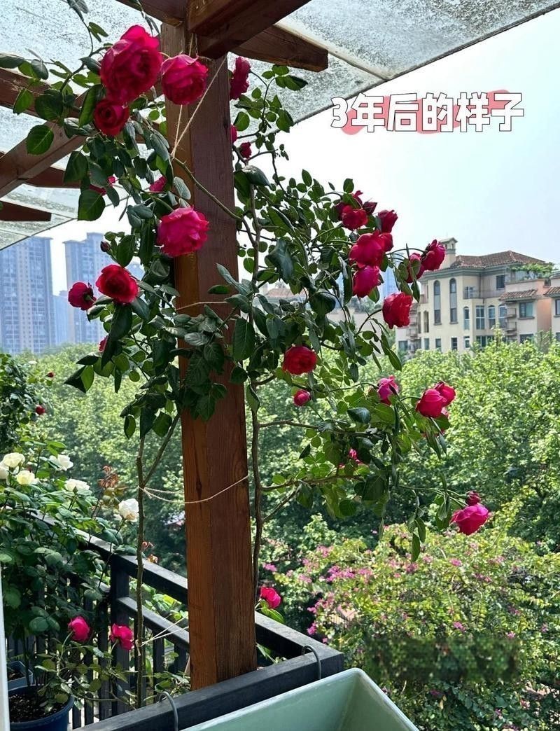 紅龍?jiān)录镜幕ㄆ谟卸嚅L？
