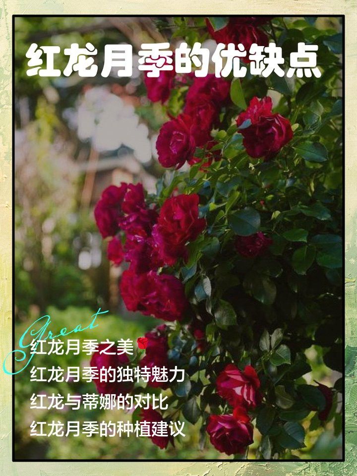 紅龍?jiān)录镜幕ㄆ谟卸嚅L？