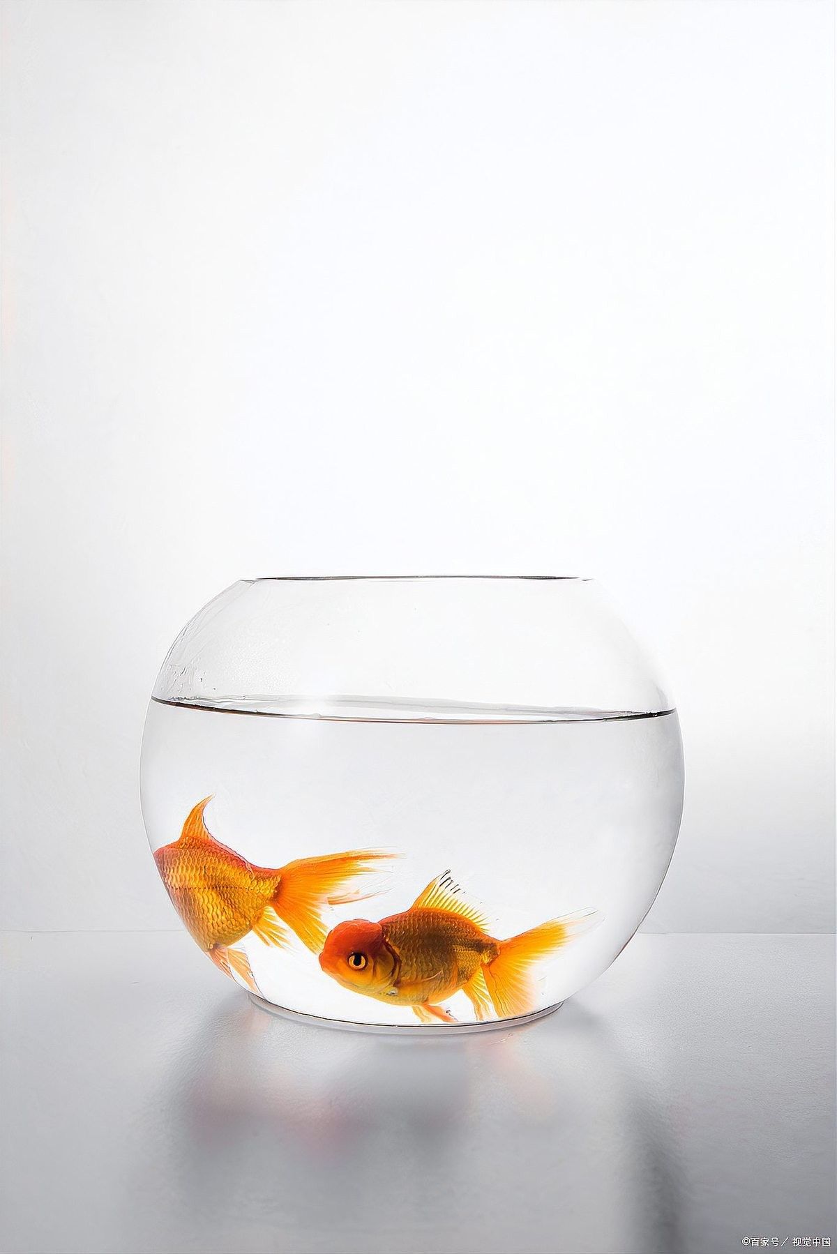 龍魚一直浮在水面怎么回事