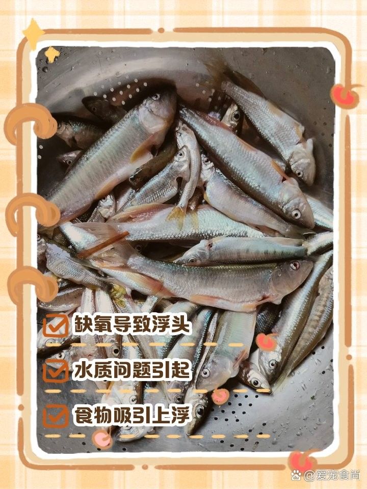 龍魚一直浮在水面怎么回事