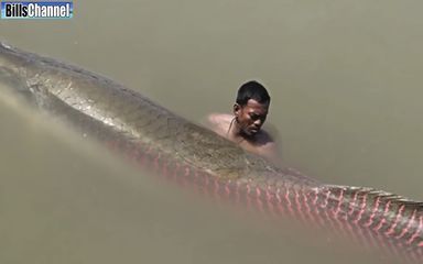 巨骨舌魚和金龍魚的區別在哪兒：巨骨舌魚和金龍魚在外貌、習性和習性和飼養方式上都有明顯的區別
