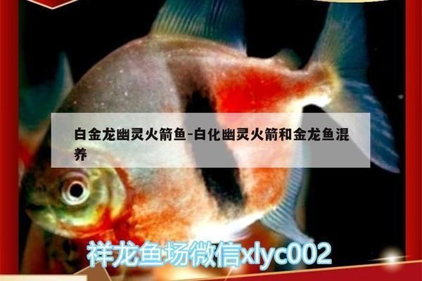 幽靈火箭魚混養初期行為觀察：幽靈火箭魚在混養初期表現出了對環境的適應和好奇行為