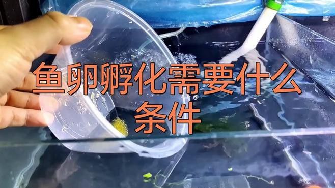 金龍魚的卵怎么孵化