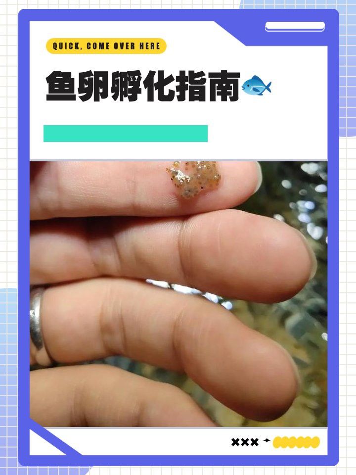 金龍魚的卵怎么孵化