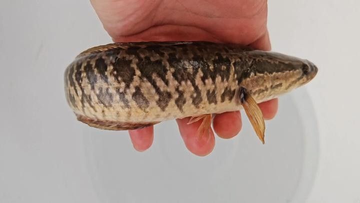 黑龍魚大概多少錢一只啊