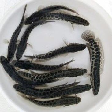 黑龍魚大概多少錢一只啊