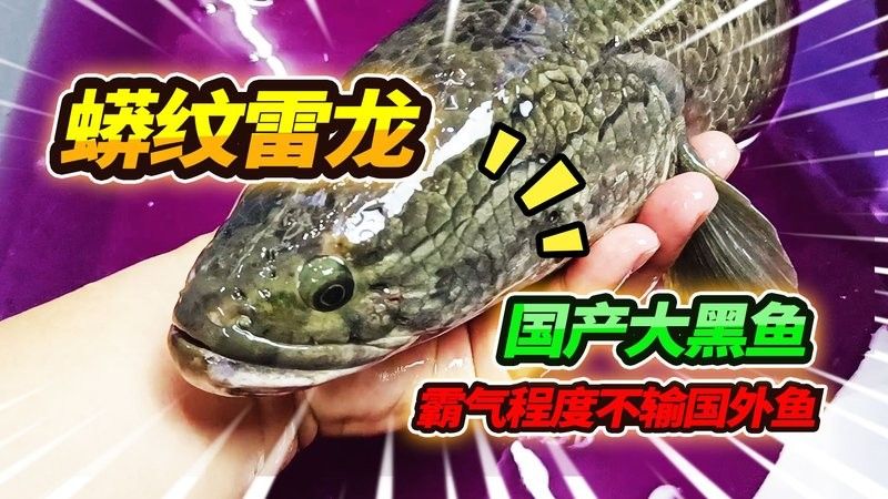 黑龍魚大概多少錢一只啊