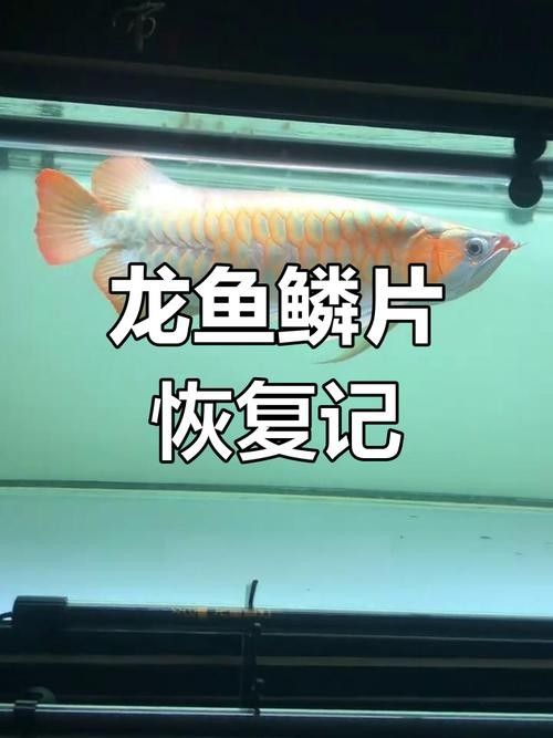 銀龍魚掉了十多片鱗片還能活嗎圖片