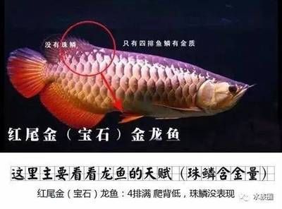 龍魚鑒賞：龍魚品種及種類及種類鑒賞