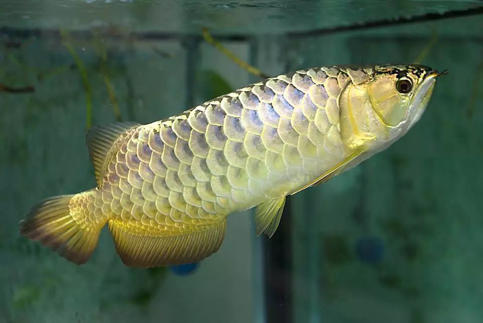 關于龍魚的說說句子簡短英語（關于龍魚的簡短英語句子）