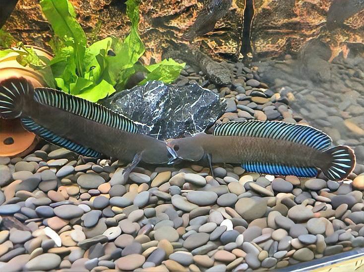 如何判斷雷龍魚(yú)是否信任你？