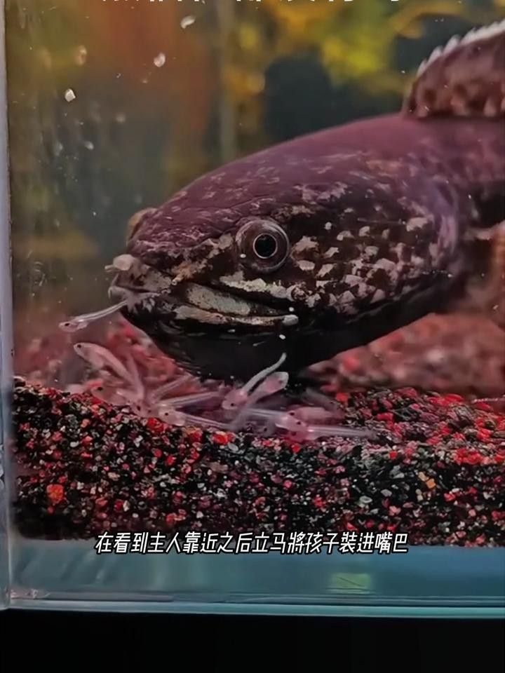 如何判斷雷龍魚(yú)是否信任你？