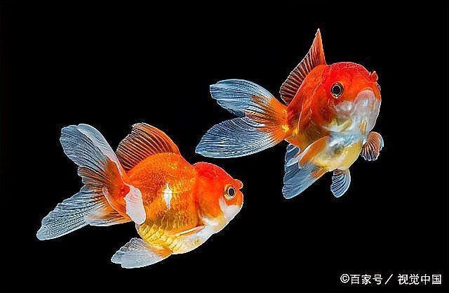 魚鰓蓋潰爛有哪些典型癥狀？