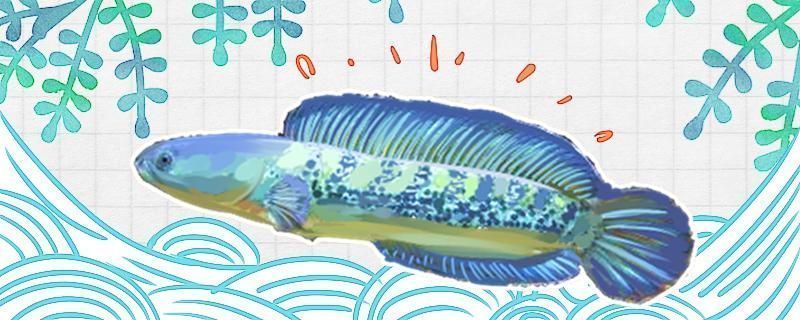 雷龍魚尺寸，雷龍魚最佳飼養環境，雷龍魚飼料選擇指南