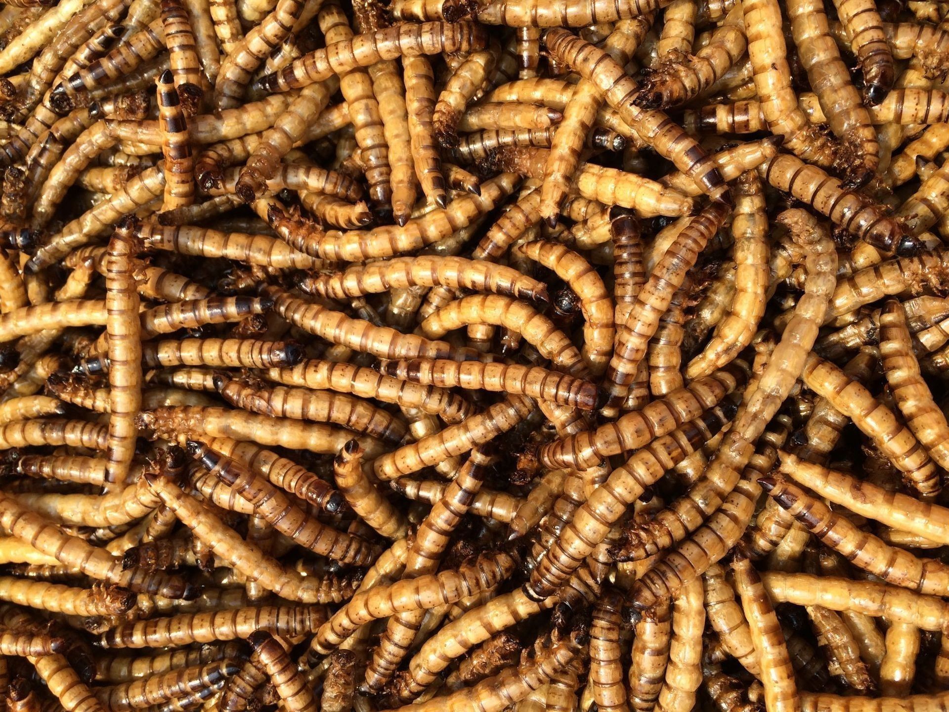 大麥蟲喂龍魚一次喂多少合適：喂食龍魚的大麥蟲數量應該適量，不宜過多，