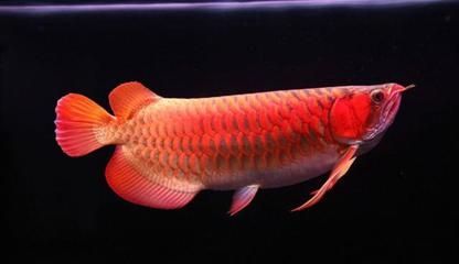 紅龍魚的介紹和特點：紅龍魚是一種非常受歡迎的觀賞魚
