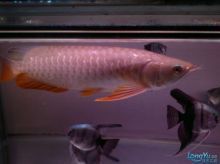 龍魚之巔論壇怎么沒有了（龍魚之巔論壇怎么沒有了目前根據搜索結果并沒有查詢到）