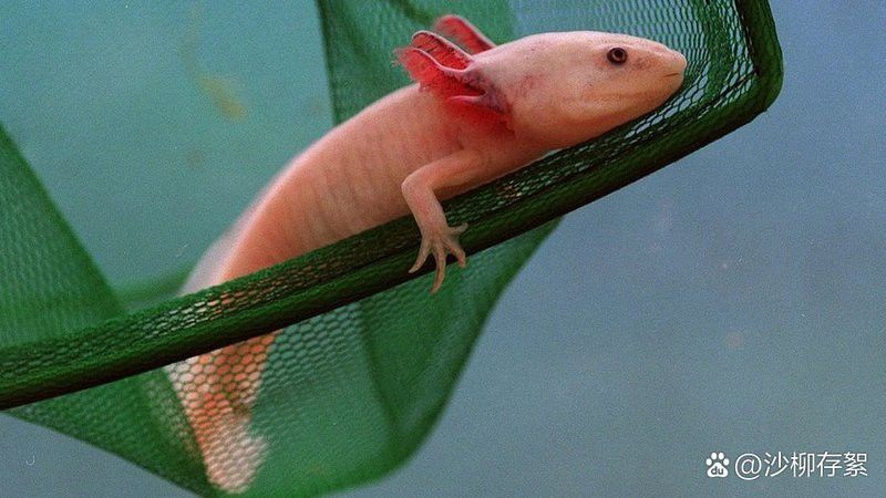 火龍魚蠑螈的正常壽命有多長？