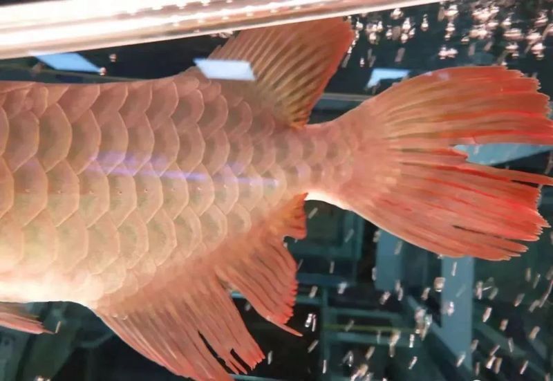 龍魚打架會自殘嗎？