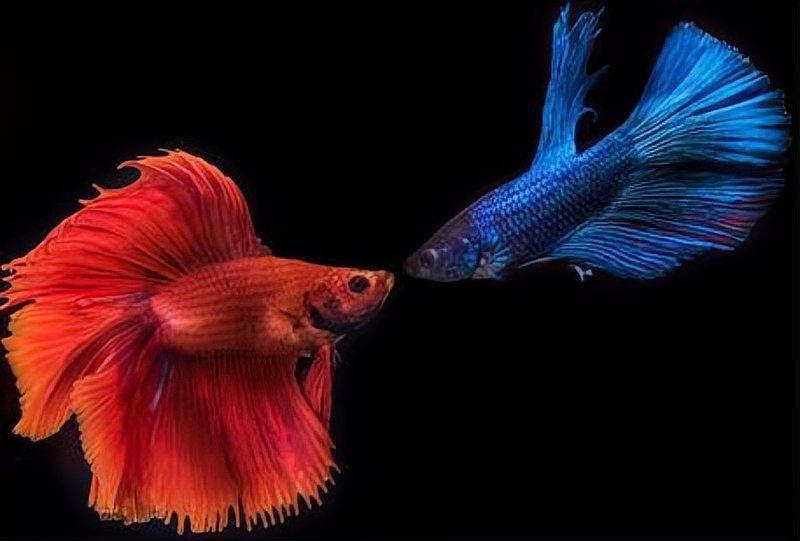 龍魚打架會自殘嗎？