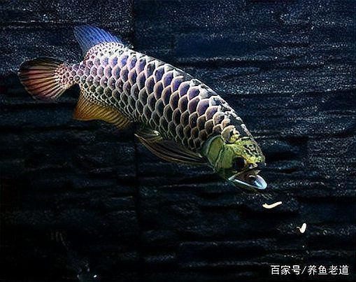 龍魚打架會自殘嗎？