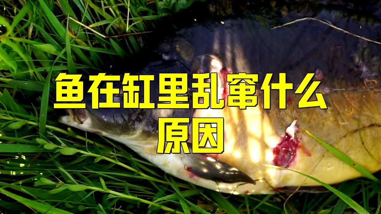 孔雀魚瘋了一樣亂竄原因