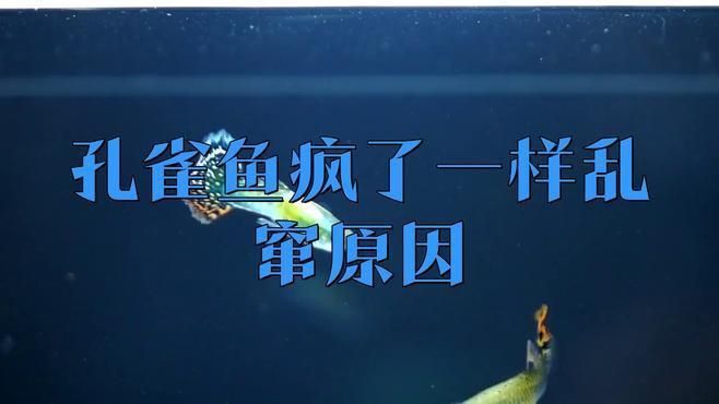 孔雀魚瘋了一樣亂竄原因