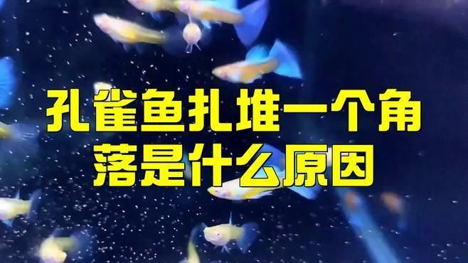 孔雀魚瘋了一樣亂竄原因