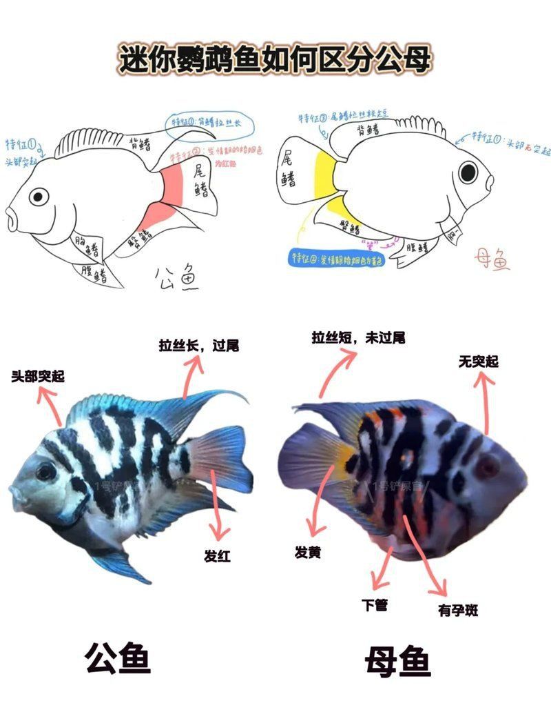 迷你鸚鵡魚會起頭嗎
