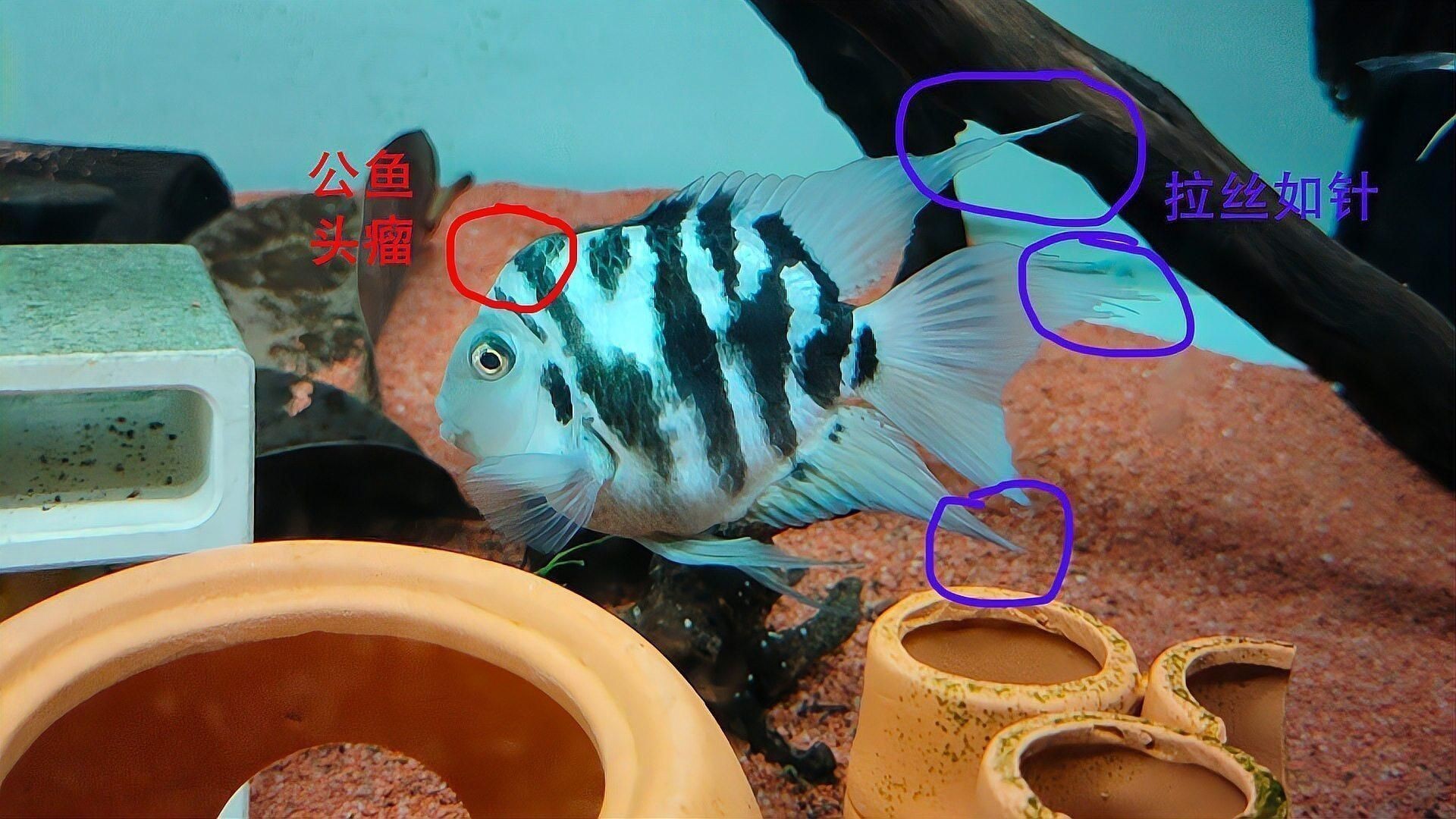 迷你鸚鵡魚會起頭嗎