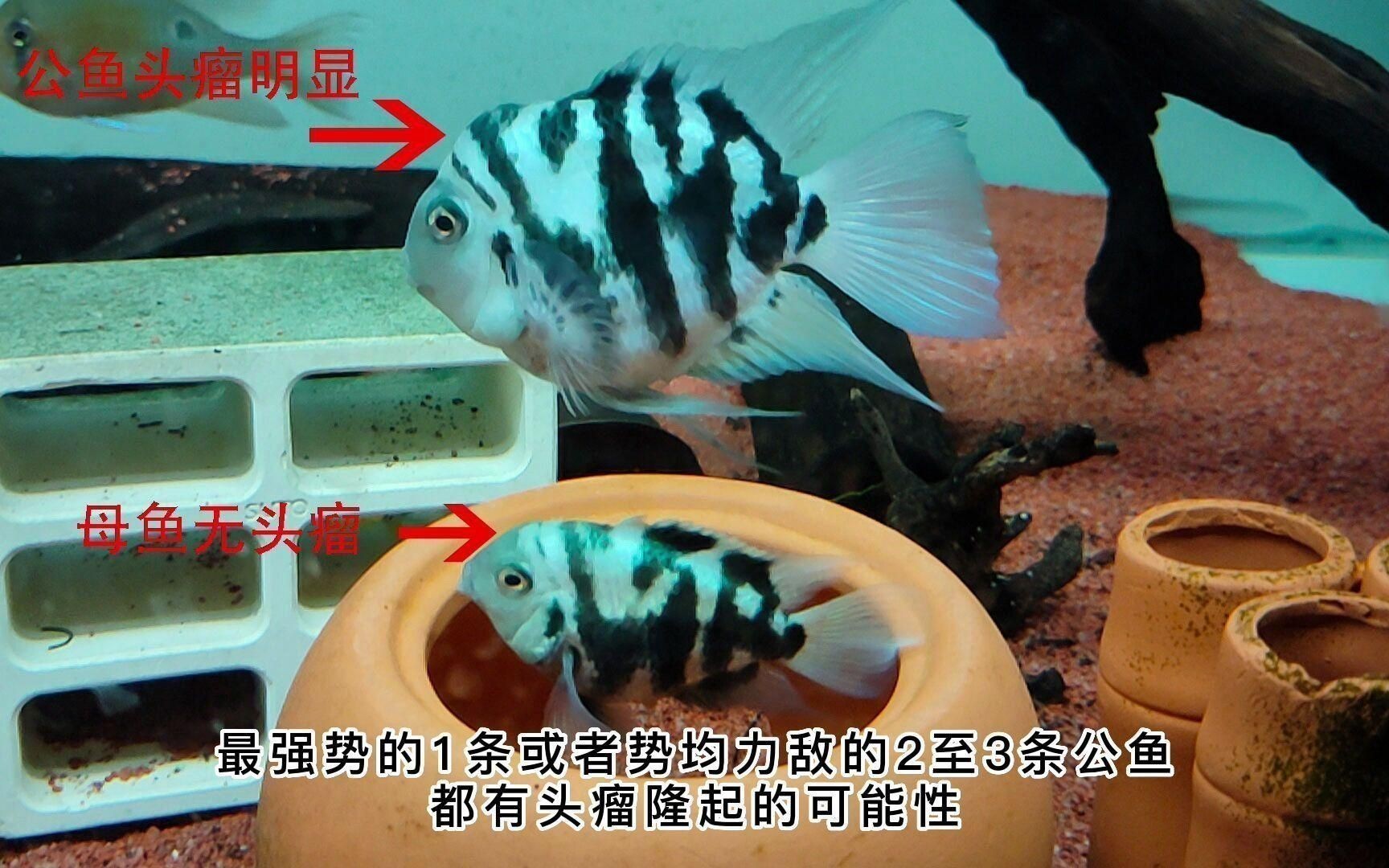 迷你鸚鵡魚會起頭嗎