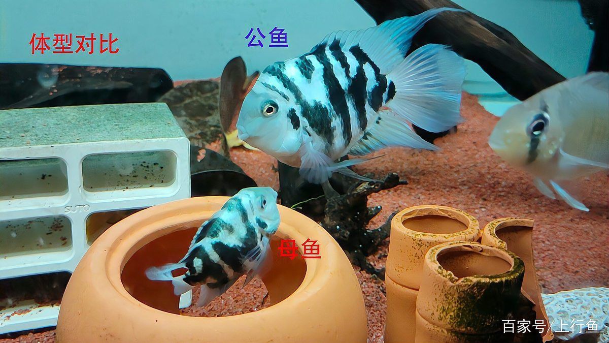 迷你鸚鵡魚會起頭嗎