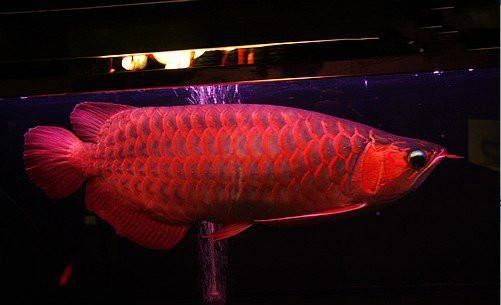 60公分龍魚一次吃20多條小魚會(huì)不會(huì)撐死（30厘米的龍魚可以吃多少條小魚而20厘米的龍魚可以吃多少小魚）