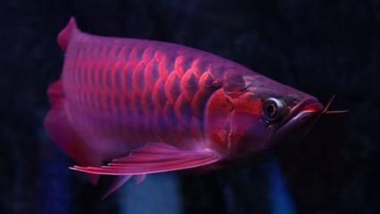 60公分龍魚一次吃20多條小魚會(huì)不會(huì)撐死（30厘米的龍魚可以吃多少條小魚而20厘米的龍魚可以吃多少小魚）