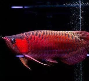 百度紅龍魚：關于紅龍魚的問題