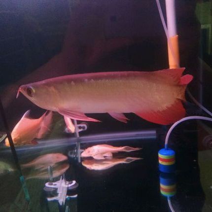神龍魚是什么魚圖片大全視頻