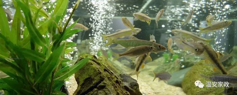 魚缸細菌病毒怎么處理