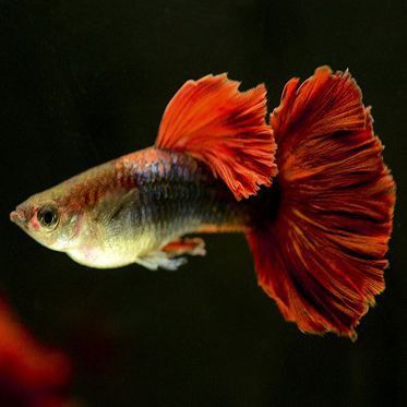 魚缸細菌病毒怎么處理