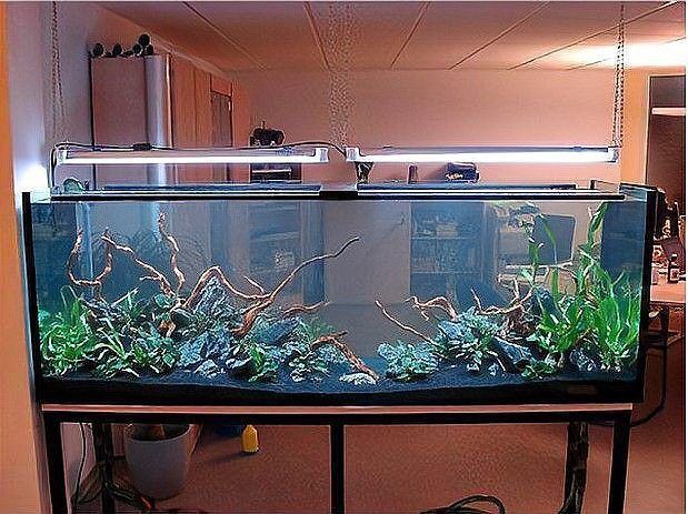 魚缸細菌病毒怎么處理