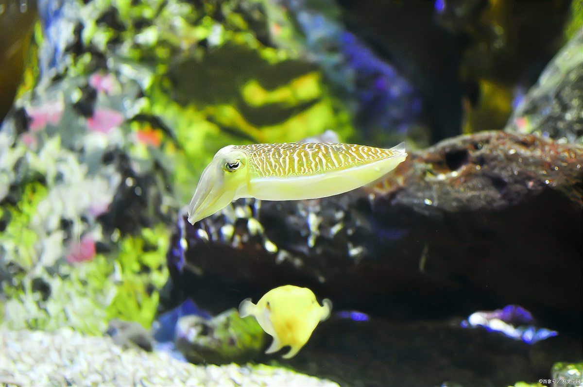 魚缸細菌病毒怎么處理