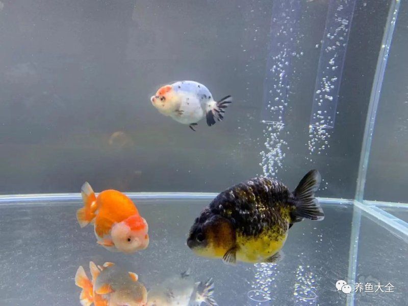 魚缸細菌病毒怎么處理
