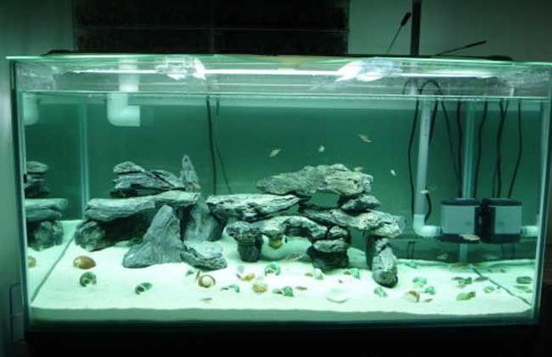 養紅龍魚用什么顏色燈最好（養紅龍魚用什么顏色燈最好養）