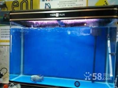 60厘米魚缸養龍魚多大（60厘米寬的魚缸能養龍魚嗎60厘米寬的魚缸能養多少龍魚嗎）